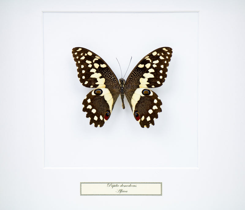 Fjäril i tavla - Papilio Demodocus - Vit ram