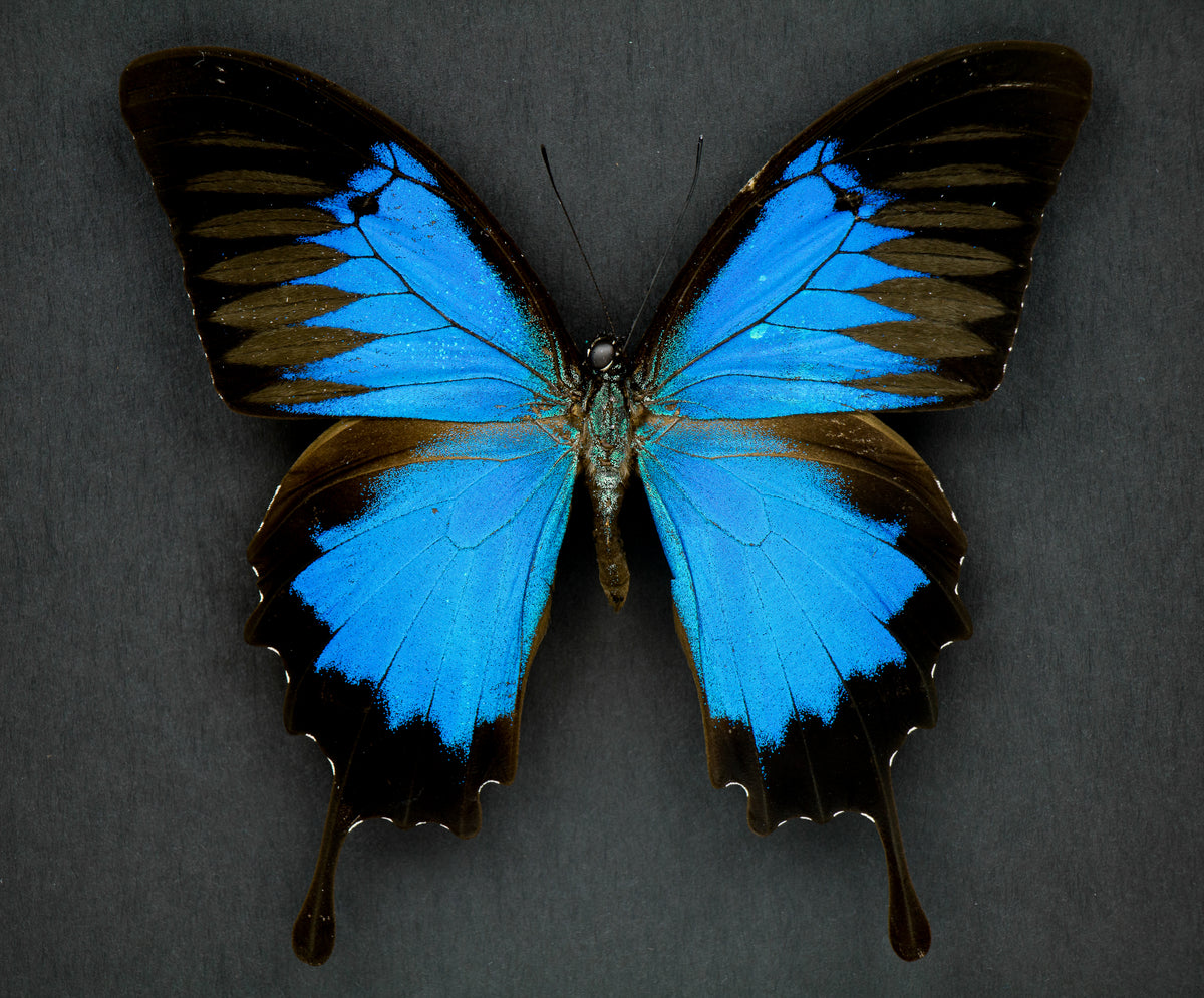 Fjäril i tavla - Papilio Ulysses - Svart ram, svart bakgrund