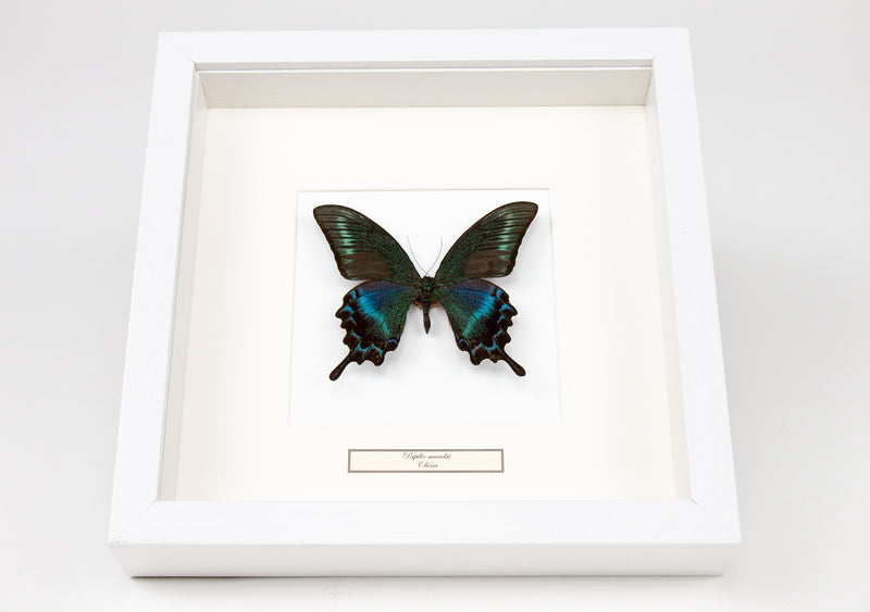 Fjäril i tavla - Papilio maackii - Vit ram