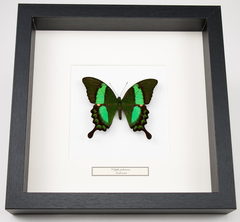 Fjäril i tavla - Papilio palinurus - Svart ram
