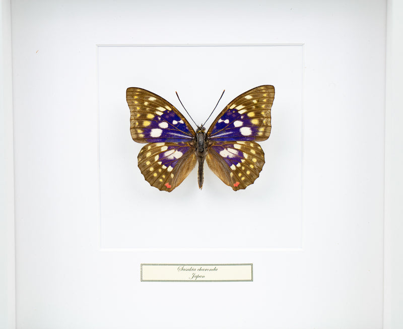 Fjäril i tavla - Sasakia Charonda - Vit ram