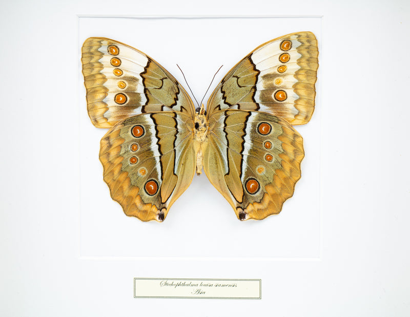 Fjäril i tavla - Stichophthalma Louisa S. - Vit ram