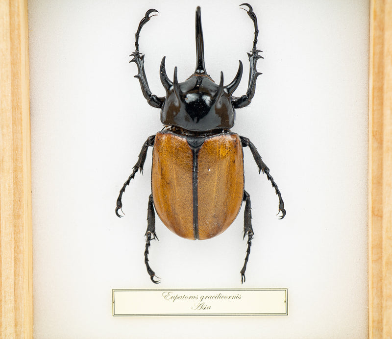 Insekt i låda - Skalbagge - Eupatorus Gracilicornis