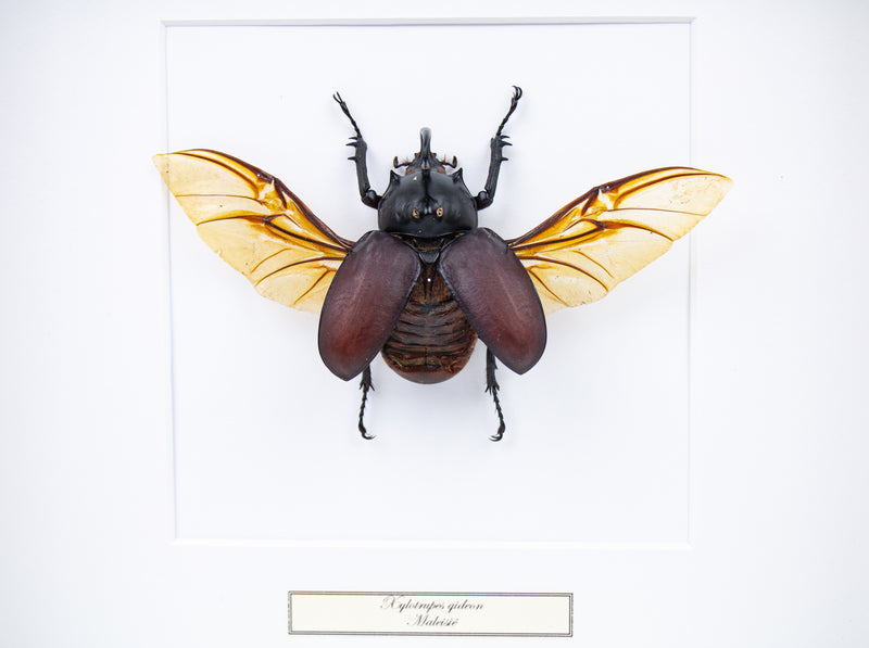 Insekt i tavla - Skalbagge - Xylotrupes Gideon