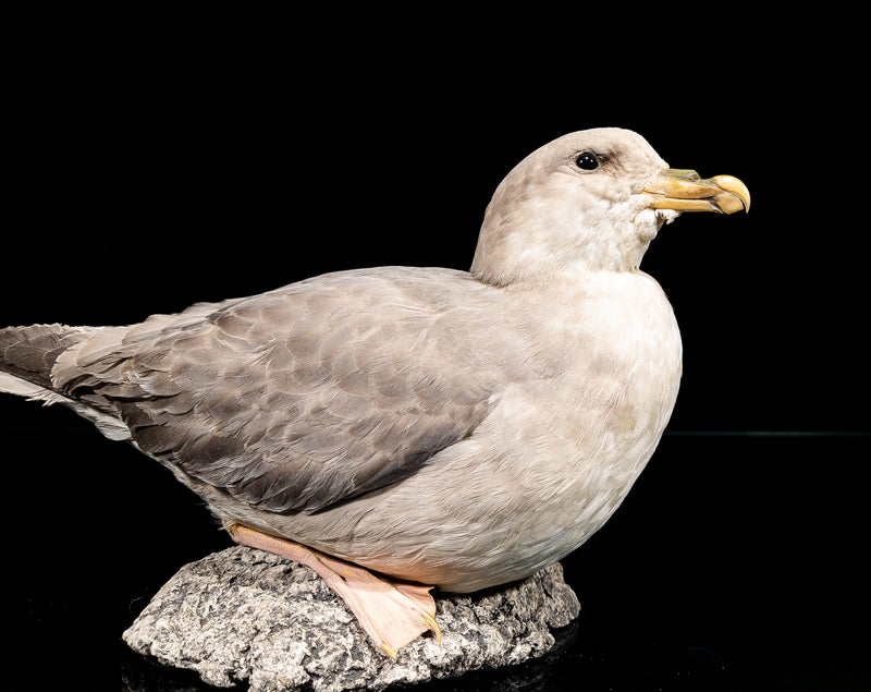 Taxidermi - Stormfågel (Fulmarus glacialis)
