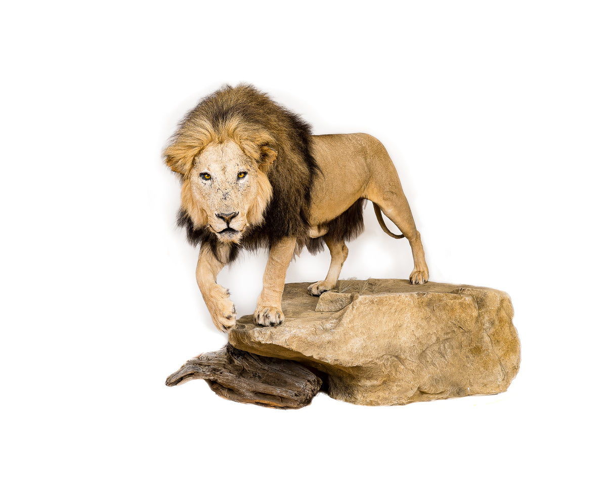 Taxidermi - Lejon (Panthera leo)