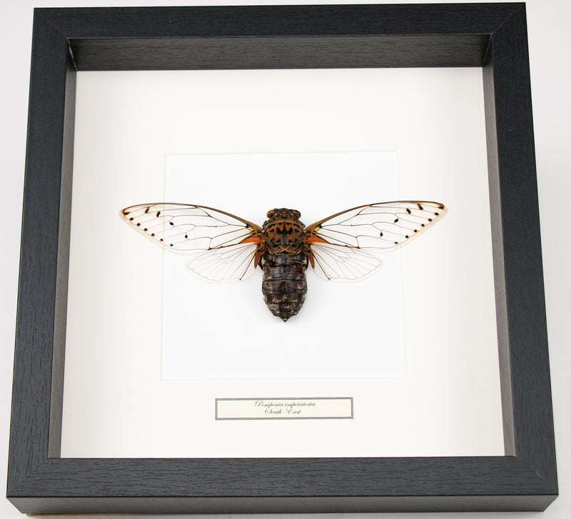 Insekt i tavla - Pomponia Imperatoria - Världens största cikada