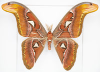 Fjäril i tavla - Atlasspinnare - Vit ram