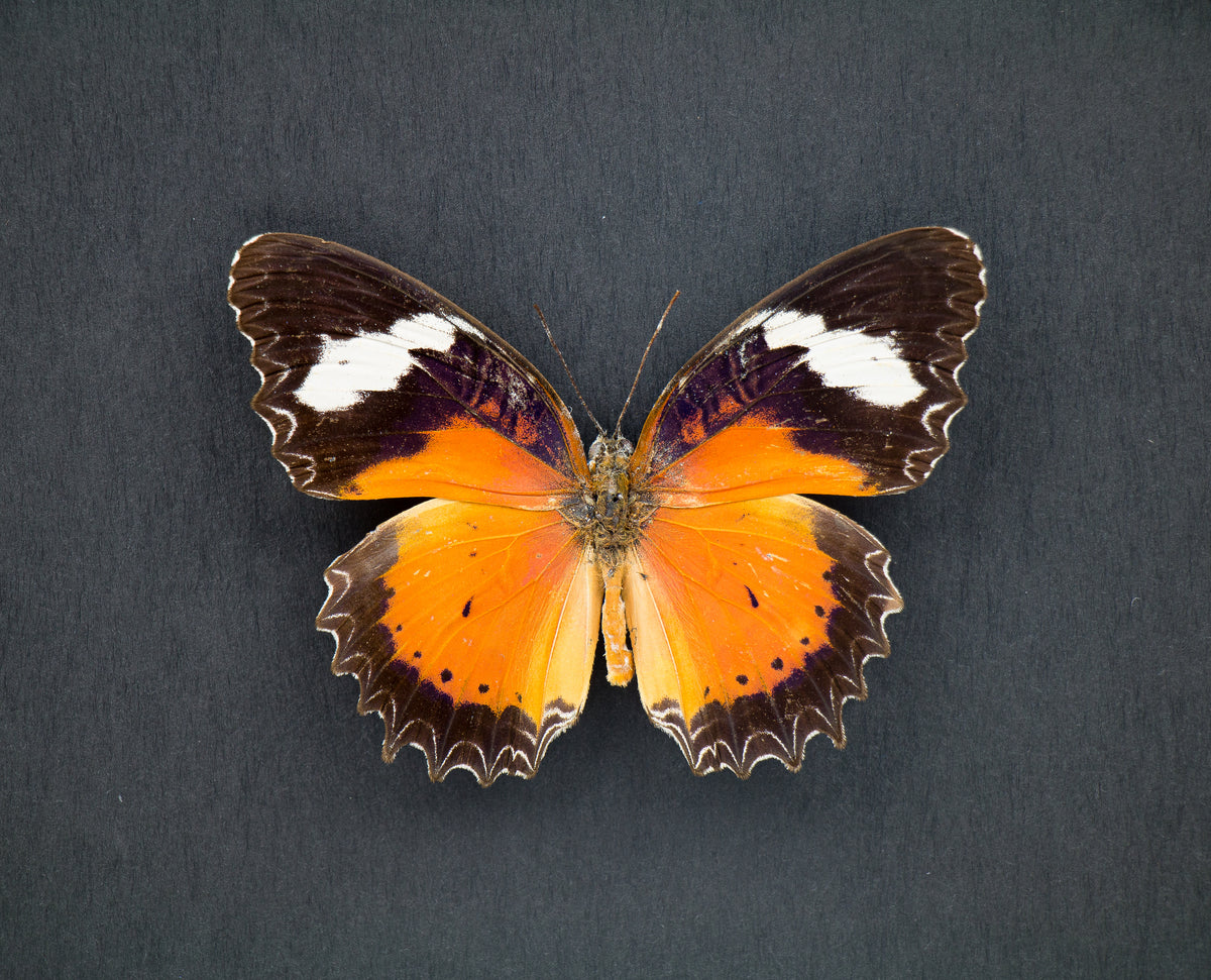 Fjäril i tavla - Cethosia Hypsea Hypsina (Ö) -Svart ram