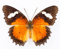 Fjäril i tavla - Cethosia Hypsea Hypsina (Ö) - Vit ram