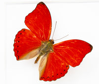 Fjäril i tavla - Cymothoe Sangaris - Vit ram