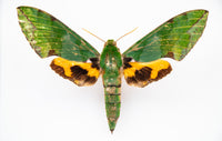Fjäril i tavla - Euchloron Megaera - Vit ram