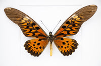 Fjäril i tavla - Papilio Antimachus - Vit ram