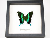 Fjäril i tavla - Papilio Blumei - Svart ram