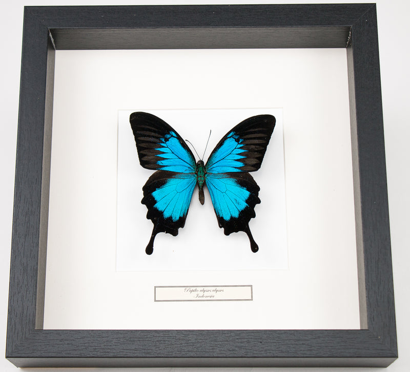 Fjäril i tavla - Papilio Ulysses - Svart ram