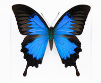 Fjäril i tavla - Papilio Ulysses - Vit ram