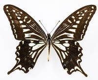 Fjäril i tavla - Papilio Xuthus - Vit ram