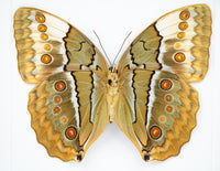 Fjäril i tavla - Stichophthalma Louisa S. - Vit ram