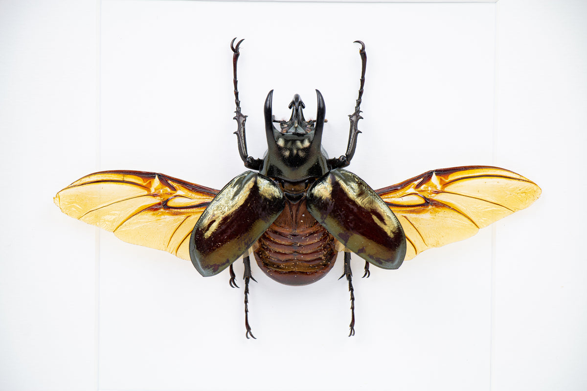 Insekt i tavla - Skalbagge - Chalcosoma Caucasus