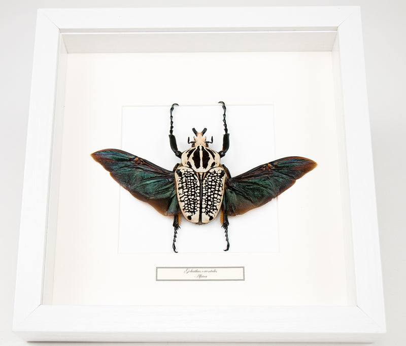 Insekt i tavla - Skalbagge - Goliathus Orientalis, hona