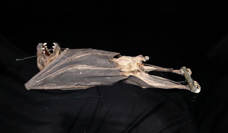 Stor fladdermus - Rousettus leschenaultii