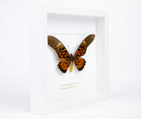 Fjäril i tavla - Papilio Antimachus - Vit ram
