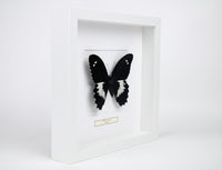 Fjäril i tavla - Papilio Gambrisius - Vit ram