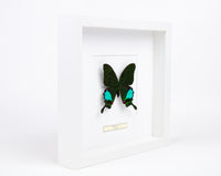 Fjäril i tavla - Papilio Karna - Vit ram