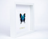 Fjäril i tavla - Papilio Pericles Pericles  - Vit ram