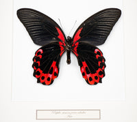 Fjäril i tavla - Papilio Rumanzovia Eubalia - Svart Ram