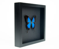 Fjäril i tavla - Papilio Ulysses - Svart ram, svart bakgrund