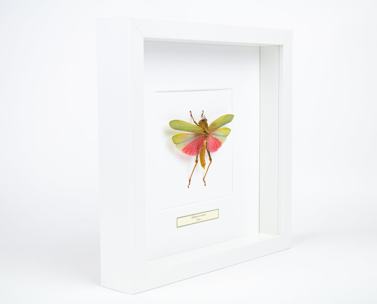 Insekt i tavla - Stor gräshoppa - Lophacris Cristata
