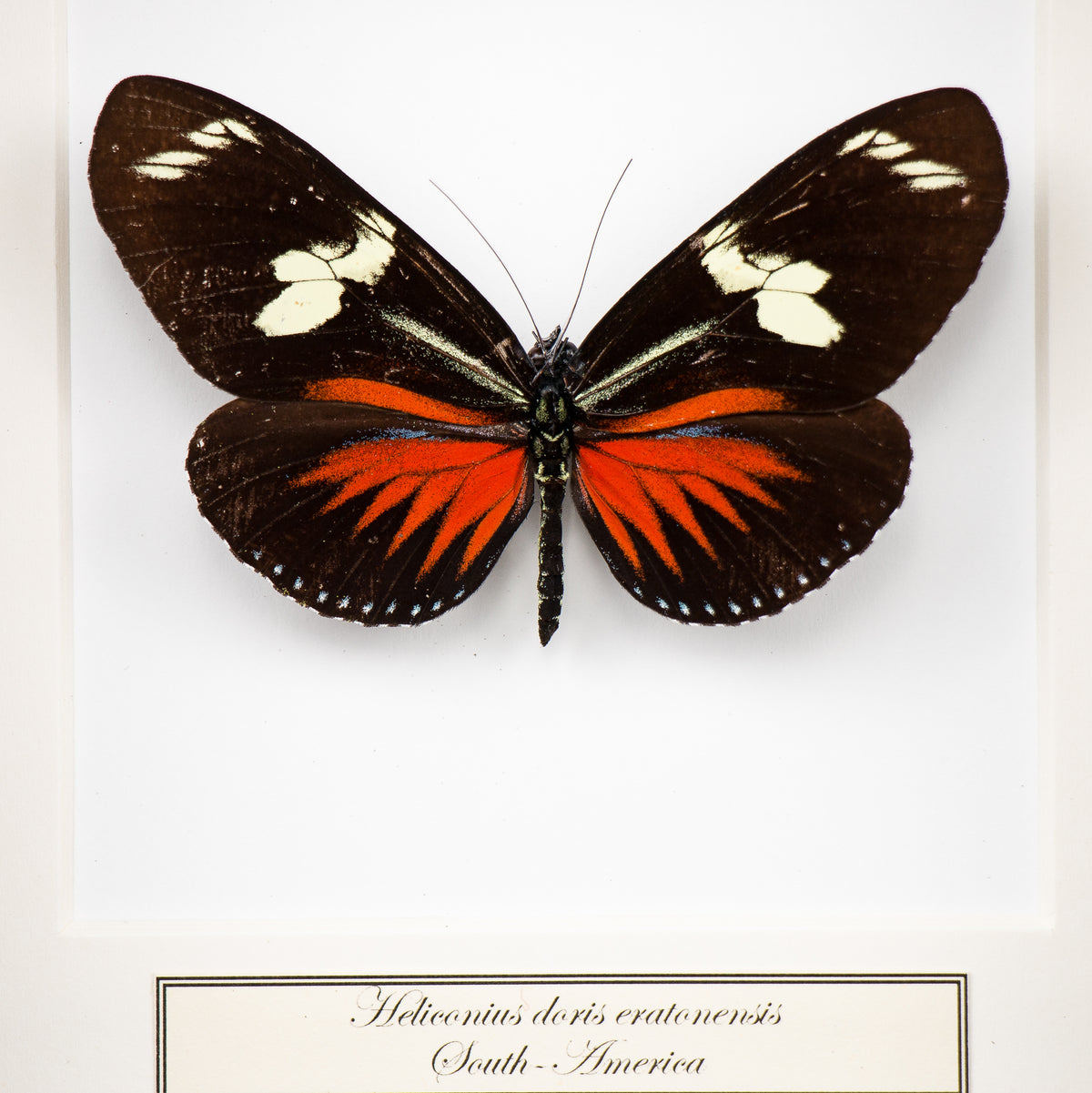 Fjäril i tavla - Heliconius doris e. - Liten svart ram