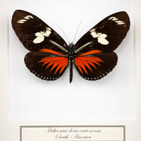 Fjäril i tavla - Heliconius doris e. - Liten svart ram