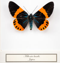 Fjäril i tavla - Milionia basalis - Liten svart ram