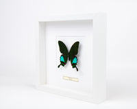 Fjäril i tavla - Papilio Karna - Vit ram