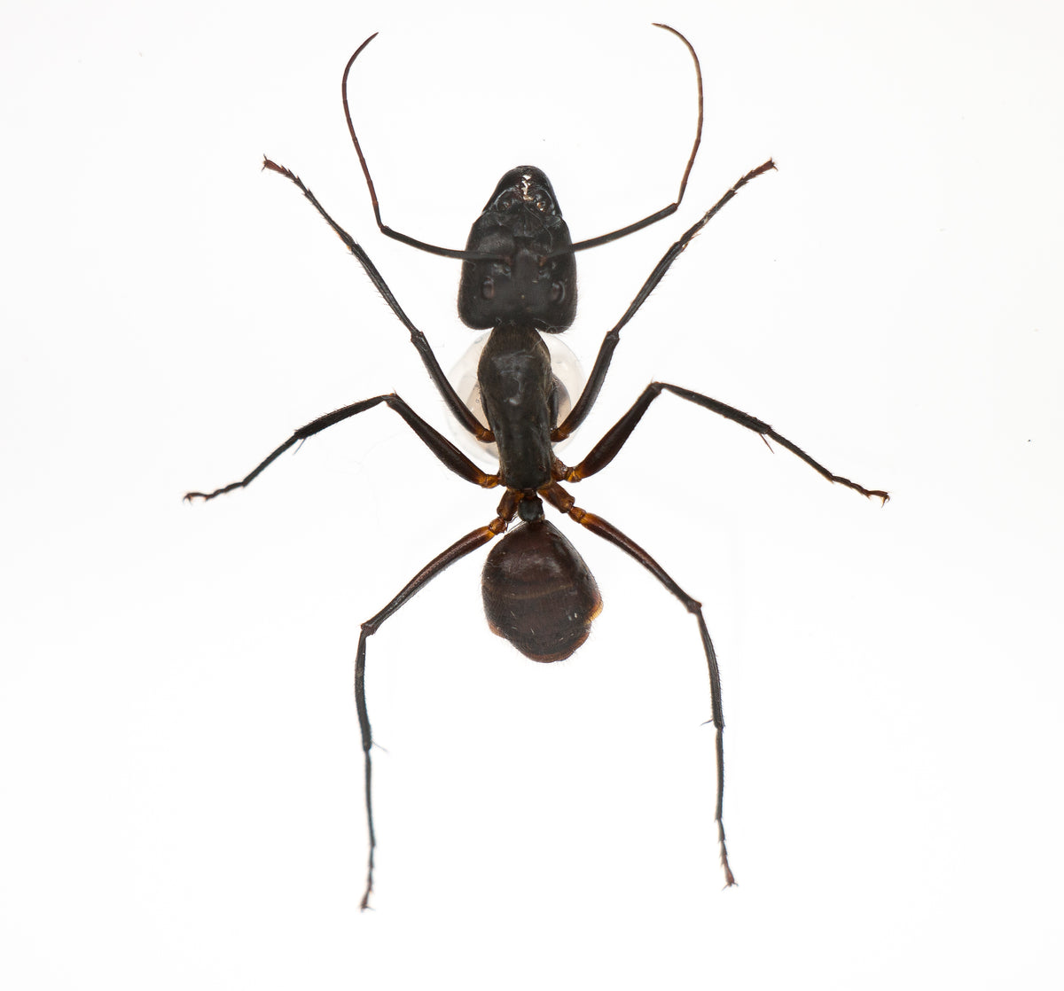 Insekt i tavla - Camponotus gigas - Stor myra