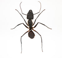 Insekt i tavla - Camponotus gigas - Stor myra