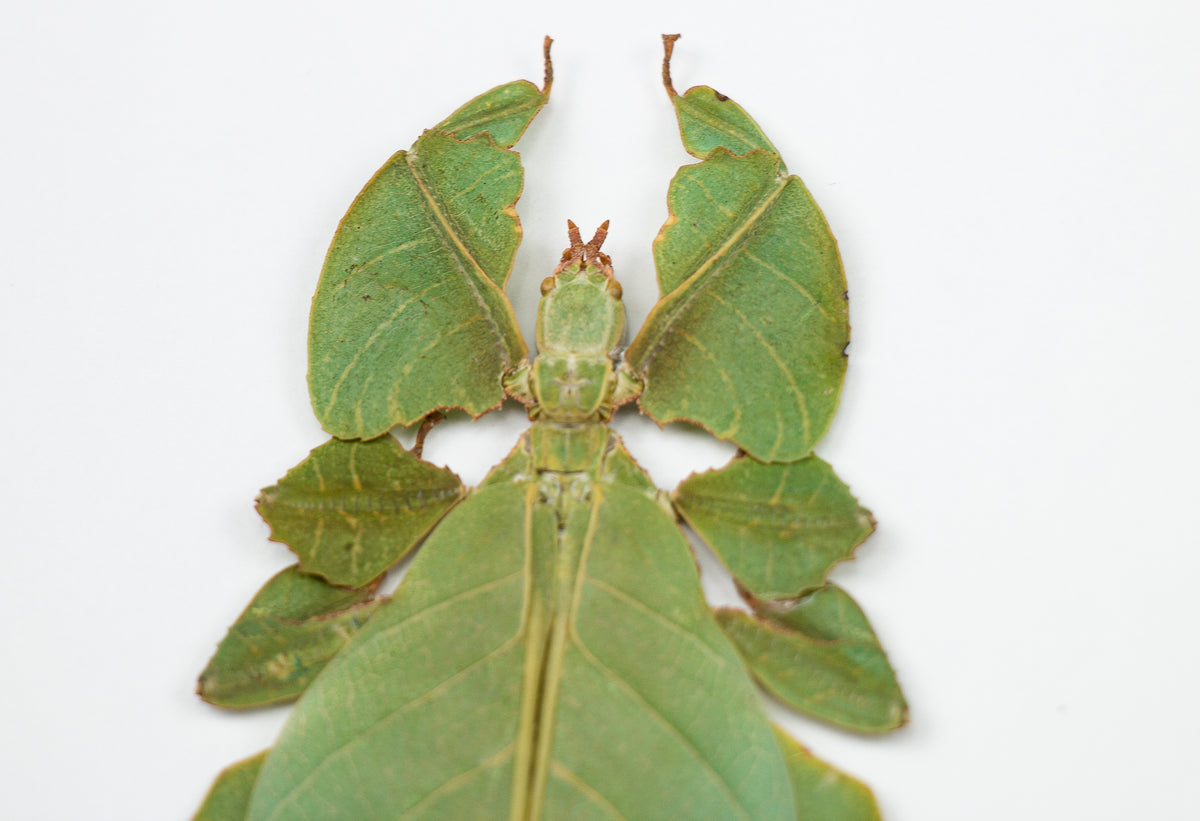 Entomologi / Taxidermi - Insekt i tavla - Lövinsekt - Phyllium celebicum