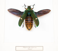 Insekt i tavla - Skalbagge - Megaloxantha nigricornis