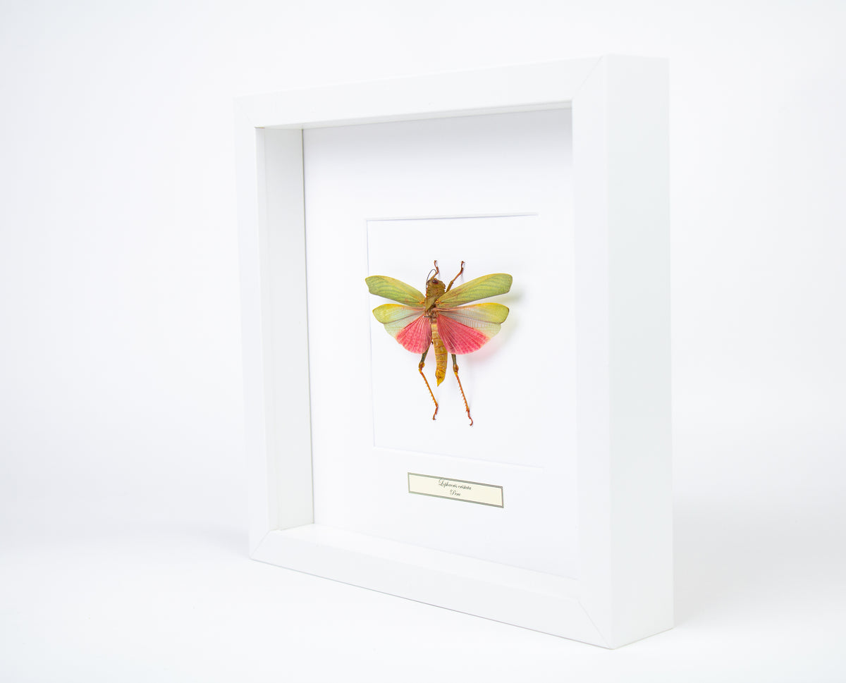 Insekt i tavla - Stor gräshoppa - Lophacris Cristata