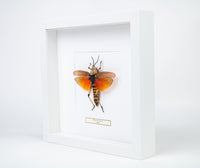 Insekt i tavla - Stor gräshoppa - Phymateus aegrotus