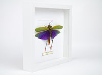 Insekt i tavla - Stor gräshoppa - Titanacris Albipes