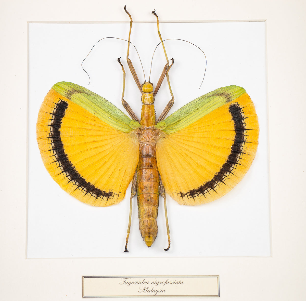 Entomologi / Taxidermi - Insekt i tavla - Tagesoidea nigrofasciata