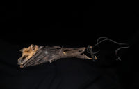 Fladdermus - Cynopterus brachyotis