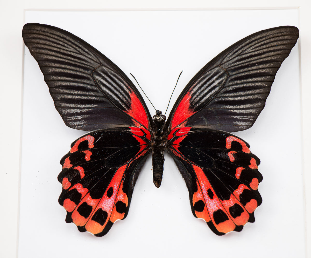 Fjäril i tavla - Papilio Rumanzovia Eubalia - Vit Ram