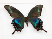 Fjäril i tavla - Papilio maackii - Vit ram