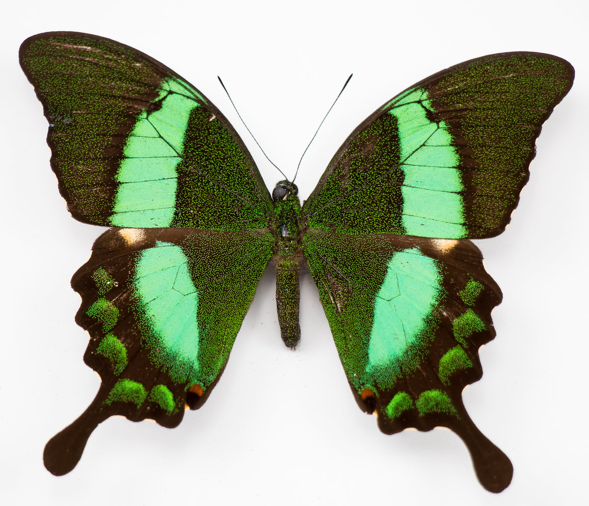 Fjäril i tavla - Papilio palinurus - Svart ram