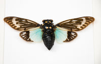 Entomologi - Insekt i tavla - Cikada - Tosena Splendida