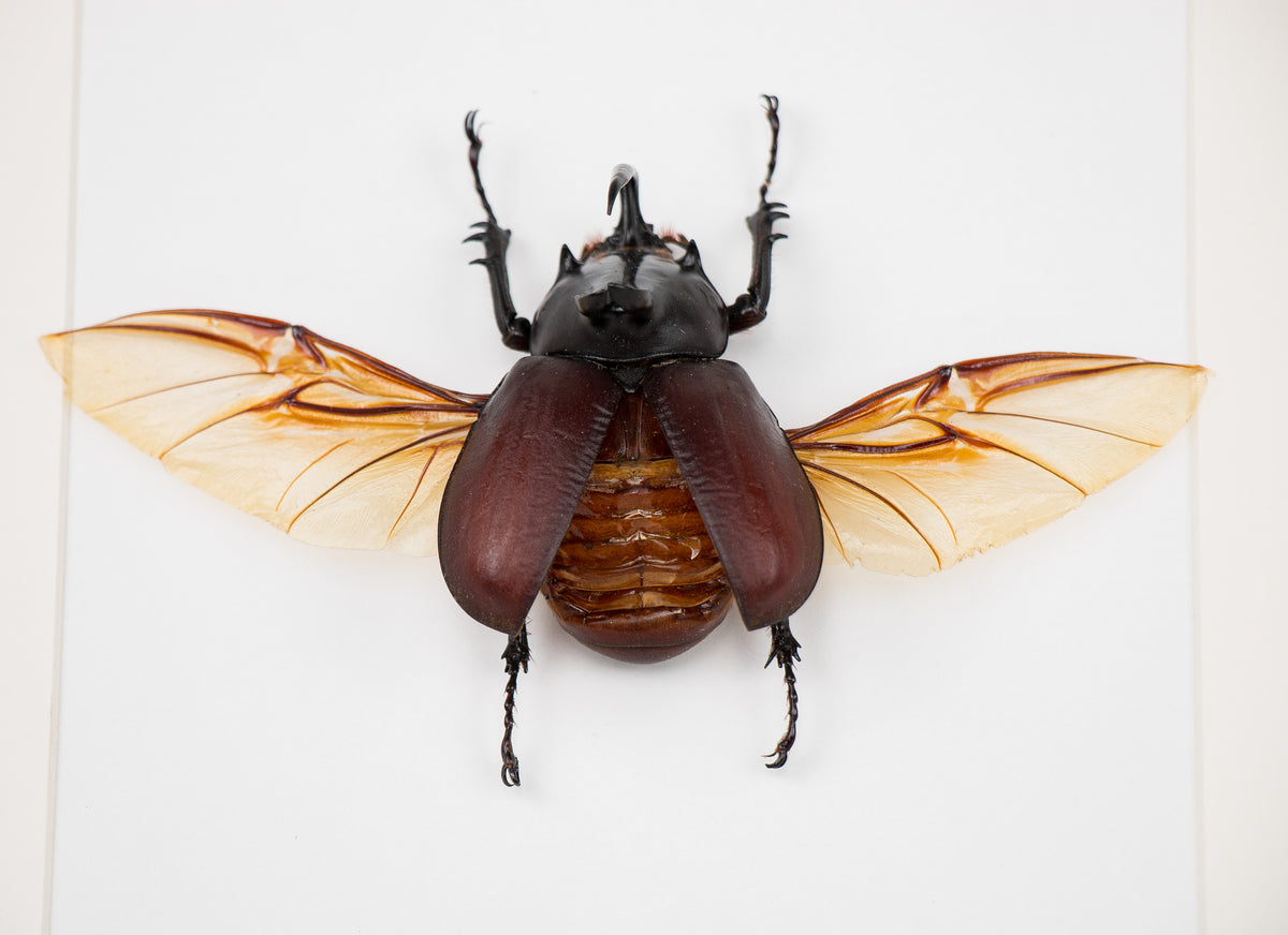 Insekt i tavla - Skalbagge - Eupatorus Birmanicus